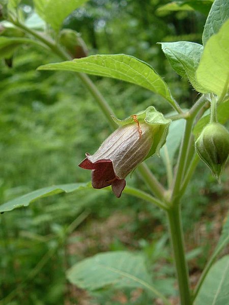 File:Atropa belladonna1.jpg