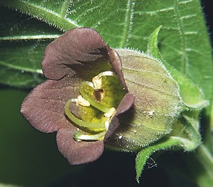 Atropa belladonna 220605.jpg