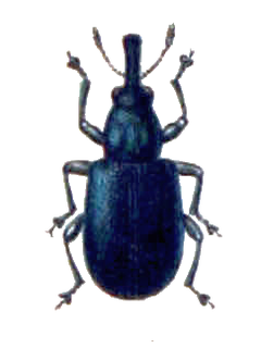 <i>Auletobius</i> Genus of beetles
