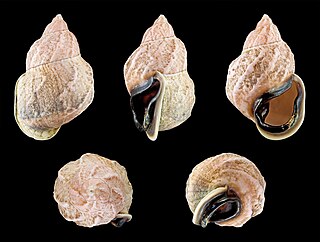 <i>Auris</i> (gastropod) Genus of gastropods
