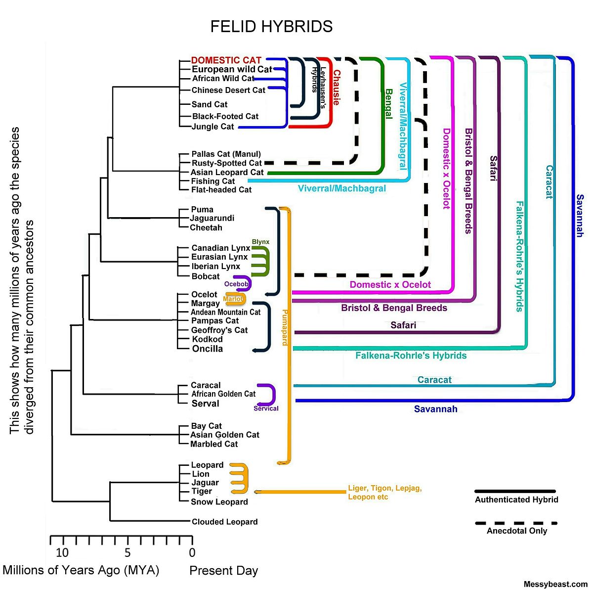 Felid hybrid