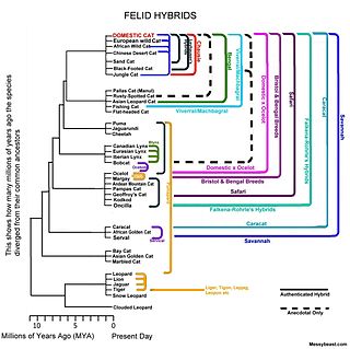 <span class="mw-page-title-main">Felid hybrids</span> Hybrid carnivore