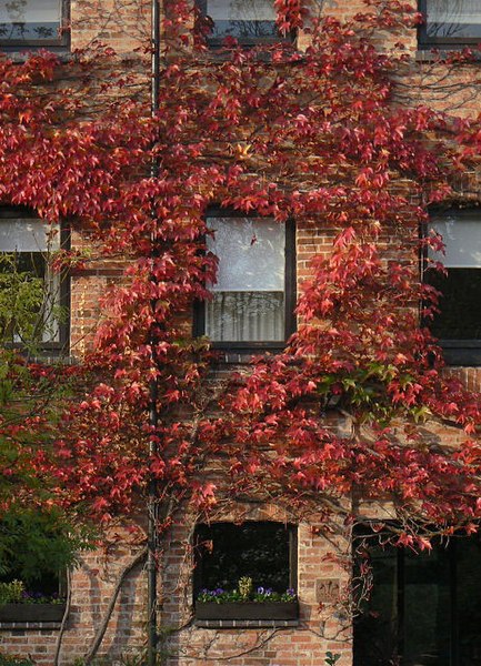 File:Autumn red - geograph.org.uk - 1536337.jpg