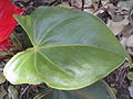 Anthurium andraeanum leaf in the Brisbane City Botanic Gardens.