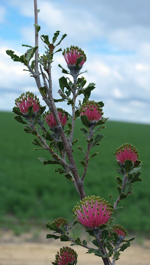 Branch of B. cuneata