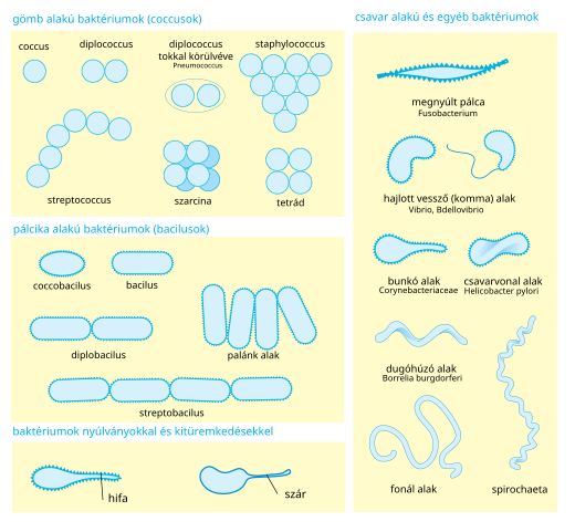 helicobacter pylori baktériumok)