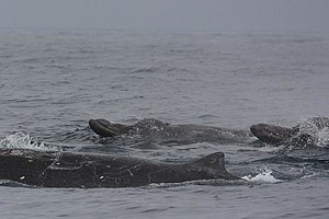 Baird's beaked whales swimming in the ocean.jpg