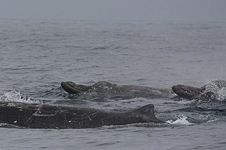 <span class="mw-page-title-main">Baird's beaked whale</span> Species of mammals