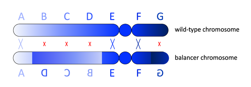 File:Balancer chromosome 400.png