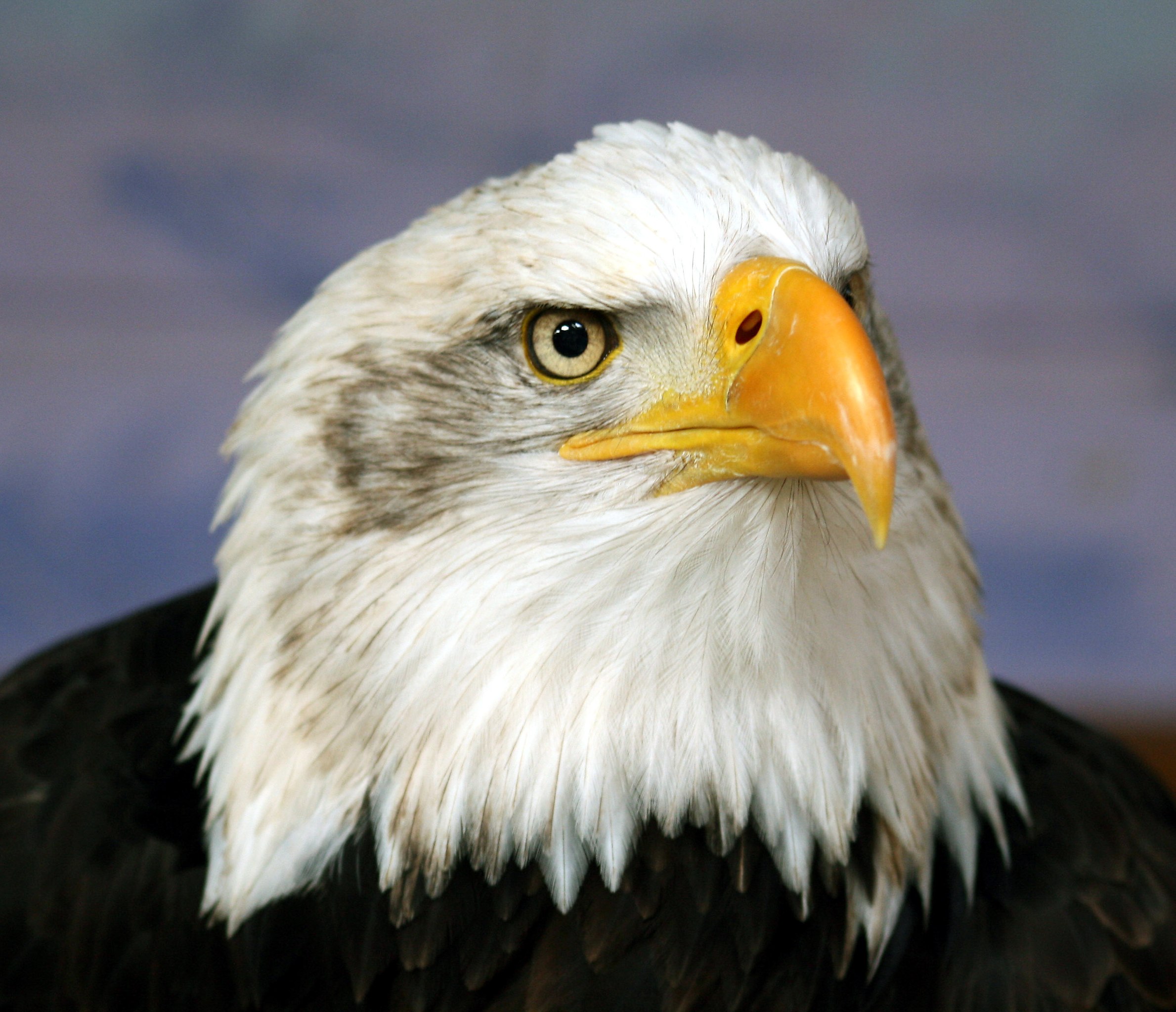 eagle head front