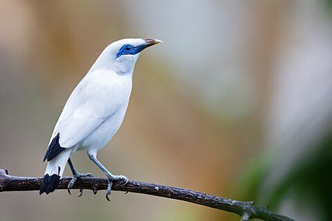 Bali Myna