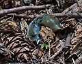 Miniatuur voor Bestand:Banana slug in Stawamus Chief Provincial Park, BC (DSCF7773).jpg