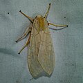 Banded Tussock Moth1.jpg