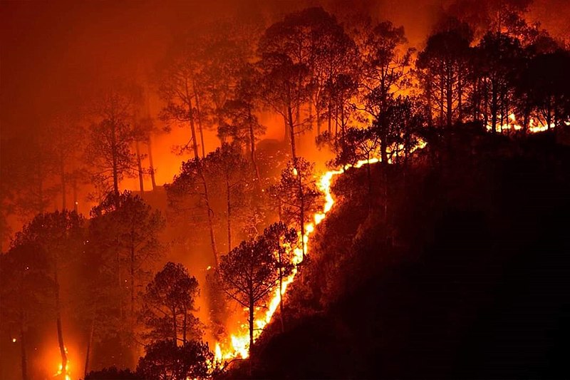 File:Bandipur fires 2019.jpg