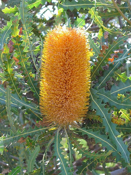 File:Banksia Ardleigh.jpg