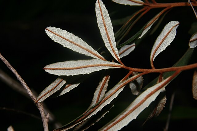 Leaf undersides showing the prominent rusty midrib, a key distinguishing feature