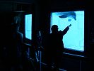 Aquarium with a dolphin at the Barcelona Zoo.