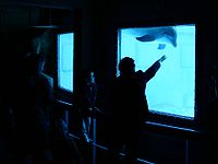 Delfines en el Acuario