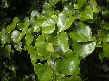 Tập_tin:Barklya_syringifolia_foliage.jpg