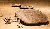 Fossilized skeleton of the Cretaceous turtle Basilemys Basilemys.jpg