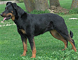 <span class="mw-page-title-main">Beauceron</span> Dog breed