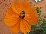 Bee on a flower 2.jpeg