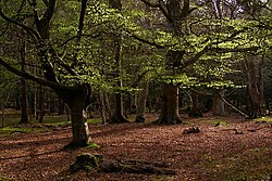 English Lowlands Beech Forests