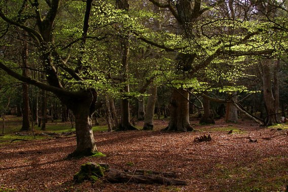 Beech trees in Mallard Wood, New Forest - geograph.org.uk - 779513.jpg