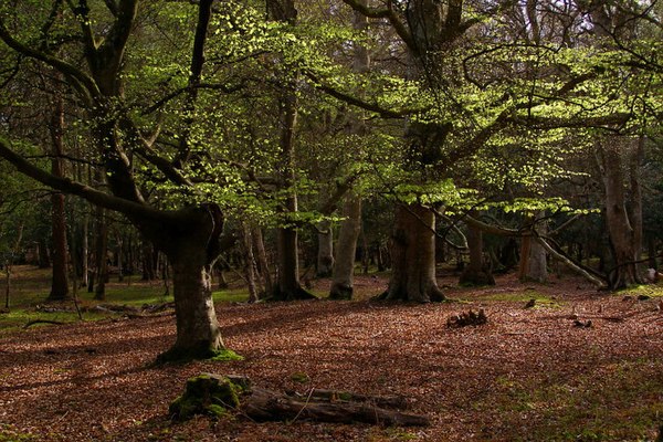 Beech trees in Mallard Wood, part of the New Forest
