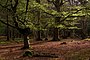 Beech trees in Mallard Wood, New Forest - geograph.org.uk - 779513.jpg