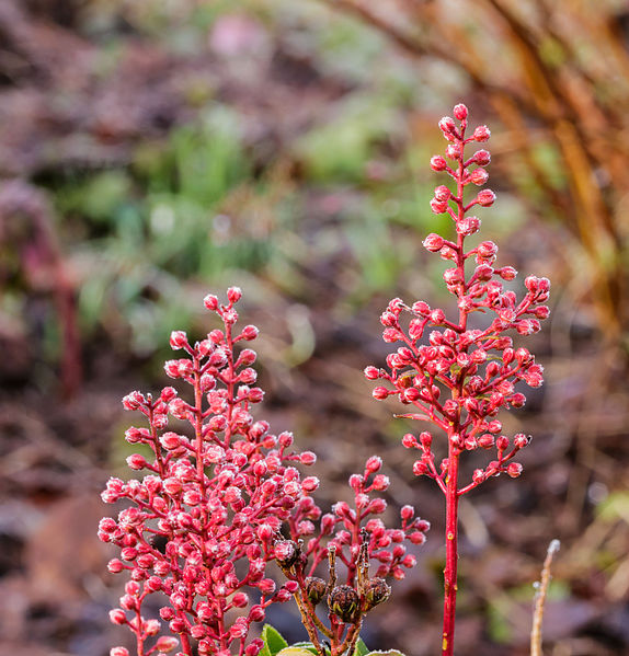 File:Beijzelde bloemknoppen van Pieris japonica 'Bonfire'. Locatie, Tuinreservaat Jonkervallei 01.jpg