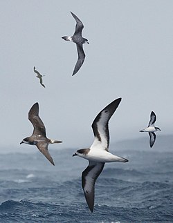 Bermuda Petrel From The Crossley ID Guide Eastern Birds.jpg