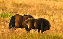 Deux chevaux islandais sur fond de prairie, l'un d'eux a un étourneau posé sur le dos.