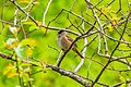 Birds…Golden Crowned Sparrow (Male) (8728446396).jpg