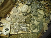 Fossils found at Bishopstone, Kent Bishopstone fossils 016.jpg