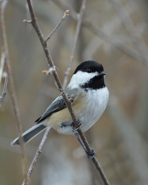 Black-capped Chickadee (Poecile atricapillus)