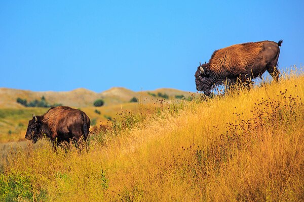 Image: Black Hills, South Dakota 2014 7