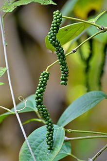 Black pepper is an important cash crop in Kerala, which leads the country in production. Black Pepper (Piper nigrum) fruits.jpg