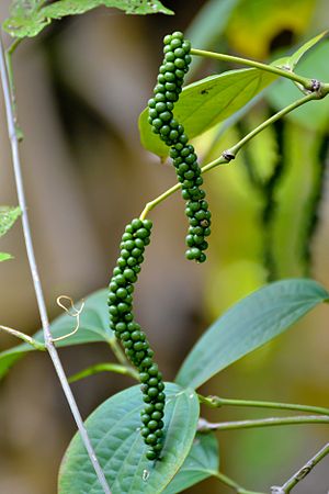 Black Pepper (Piper nigrum) fruits.jpg