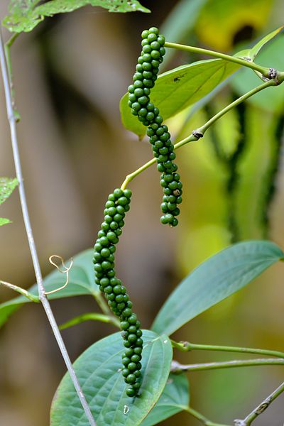 File:Black Pepper (Piper nigrum) fruits.jpg