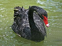 Swan, Black Cygnus atratus