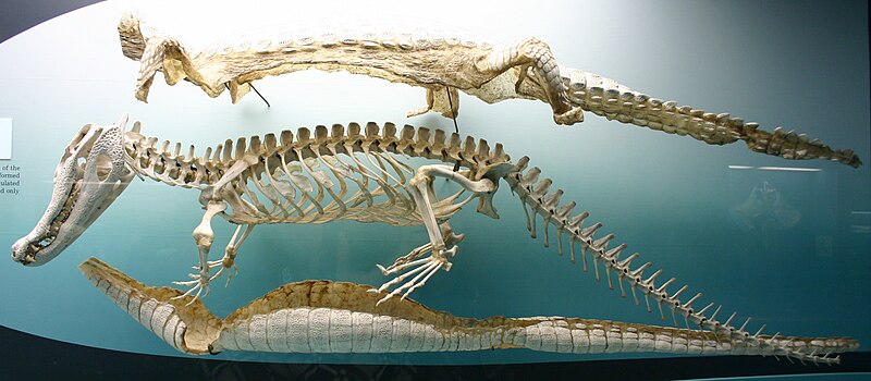 File:Black caiman skeleton.jpg