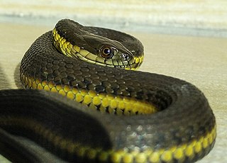 Blackbelly garter snake Species of snake