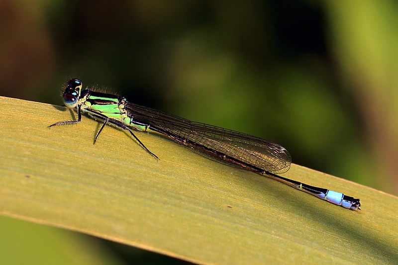 File:Blue-tailed damselfly (Ischnura elegans) immature male.jpg