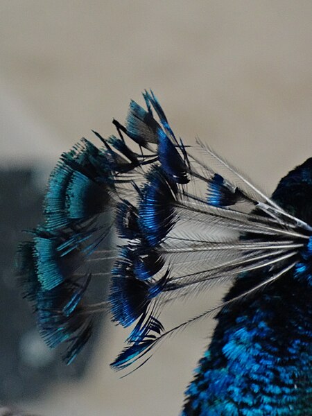File:Blue peacock crown - couronne de paon bleu (26906309181).jpg