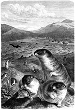 Marmota bobak (Steppe marmot)