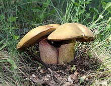 Boletus luridus 2011 G1.jpg