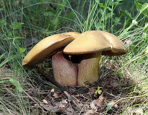 Lurid bolete