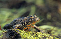 Image 15European fire-bellied toad (Bombina bombina), a member of the family Bombinatoridae (from Toad)