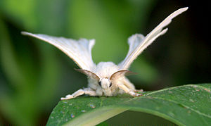 Silkesommerfugl (Bombyx mori)